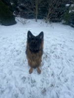 vom Trojangold, hodowla Owczarków Niemieckich Długowłosych