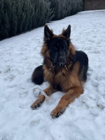 vom Trojangold, hodowla Owczarków Niemieckich Długowłosych