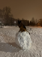 vom Trojangold, hodowla Owczarków Niemieckich Długowłosych
