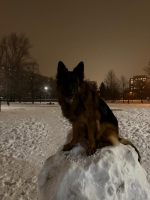vom Trojangold, hodowla Owczarków Niemieckich Długowłosych