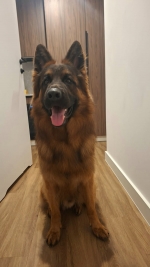 vom Trojangold, hodowla Owczarków Niemieckich Długowłosych