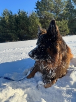 vom Trojangold, hodowla Owczarków Niemieckich Długowłosych