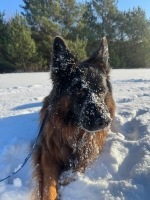 vom Trojangold, hodowla Owczarków Niemieckich Długowłosych
