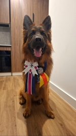 vom Trojangold, hodowla Owczarków Niemieckich Długowłosych