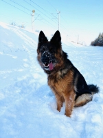 vom Trojangold, hodowla Owczarków Niemieckich Długowłosych