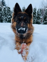 vom Trojangold, hodowla Owczarków Niemieckich Długowłosych