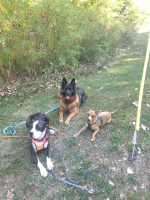 vom Trojangold, hodowla Owczarków Niemieckich Długowłosych