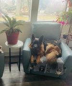 vom Trojangold, hodowla Owczarków Niemieckich Długowłosych