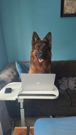 vom Trojangold, hodowla Owczarków Niemieckich Długowłosych