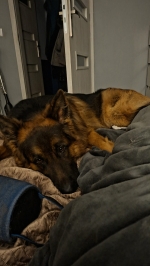 vom Trojangold, hodowla Owczarków Niemieckich Długowłosych