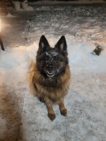 vom Trojangold, hodowla Owczarków Niemieckich Długowłosych