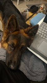 vom Trojangold, hodowla Owczarków Niemieckich Długowłosych