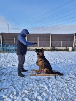 vom Trojangold, hodowla Owczarków Niemieckich Długowłosych