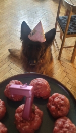 vom Trojangold, hodowla Owczarków Niemieckich Długowłosych