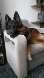 vom Trojangold, hodowla Owczarków Niemieckich Długowłosych