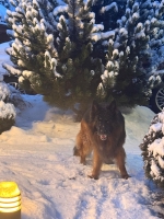 vom Trojangold, hodowla Owczarków Niemieckich Długowłosych