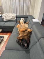 vom Trojangold, hodowla Owczarków Niemieckich Długowłosych