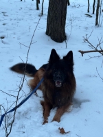 vom Trojangold, hodowla Owczarków Niemieckich Długowłosych