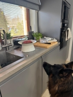 vom Trojangold, hodowla Owczarków Niemieckich Długowłosych