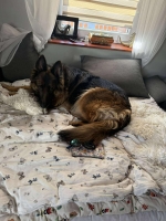 vom Trojangold, hodowla Owczarków Niemieckich Długowłosych