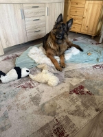 vom Trojangold, hodowla Owczarków Niemieckich Długowłosych