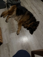 vom Trojangold, hodowla Owczarków Niemieckich Długowłosych