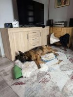 vom Trojangold, hodowla Owczarków Niemieckich Długowłosych