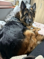 vom Trojangold, hodowla Owczarków Niemieckich Długowłosych