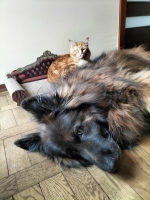 vom Trojangold, hodowla Owczarków Niemieckich Długowłosych