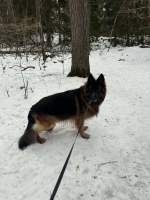 vom Trojangold, hodowla Owczarków Niemieckich Długowłosych