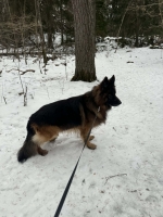 vom Trojangold, hodowla Owczarków Niemieckich Długowłosych