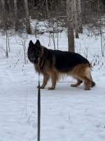 vom Trojangold, hodowla Owczarków Niemieckich Długowłosych