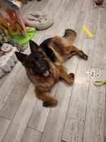 vom Trojangold, hodowla Owczarków Niemieckich Długowłosych