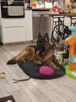 vom Trojangold, hodowla Owczarków Niemieckich Długowłosych