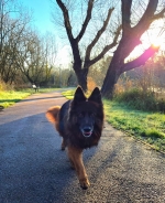 vom Trojangold, hodowla Owczarków Niemieckich Długowłosych