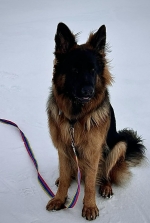 vom Trojangold, hodowla Owczarków Niemieckich Długowłosych