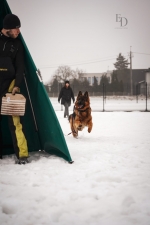 vom Trojangold, hodowla Owczarków Niemieckich Długowłosych