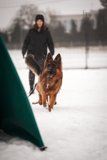 vom Trojangold, hodowla Owczarków Niemieckich Długowłosych