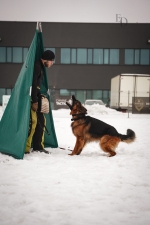 vom Trojangold, hodowla Owczarków Niemieckich Długowłosych