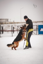 vom Trojangold, hodowla Owczarków Niemieckich Długowłosych