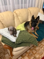 vom Trojangold, hodowla Owczarków Niemieckich Długowłosych