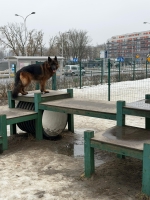 vom Trojangold, hodowla Owczarków Niemieckich Długowłosych