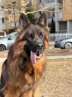 vom Trojangold, hodowla Owczarków Niemieckich Długowłosych