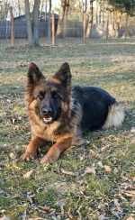 vom Trojangold, hodowla Owczarków Niemieckich Długowłosych