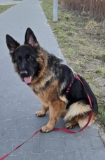 vom Trojangold, hodowla Owczarków Niemieckich Długowłosych