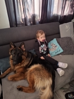 vom Trojangold, hodowla Owczarków Niemieckich Długowłosych