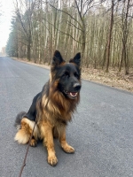 vom Trojangold, hodowla Owczarków Niemieckich Długowłosych