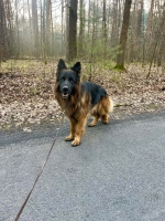 vom Trojangold, hodowla Owczarków Niemieckich Długowłosych