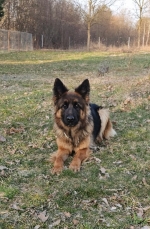 vom Trojangold, hodowla Owczarków Niemieckich Długowłosych