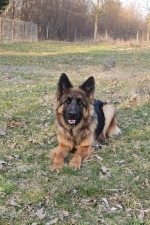 vom Trojangold, hodowla Owczarków Niemieckich Długowłosych